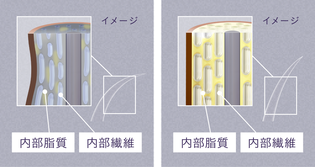内部脂質が減少した髪と、内部脂質を補修した髪の比較イメージ